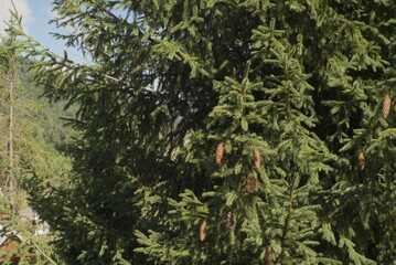 Fototapeta premium big spruce tree with cones 