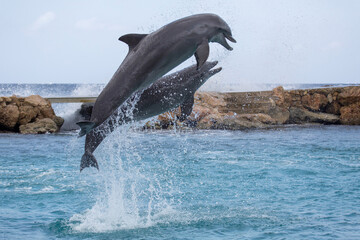 Fototapeta premium Delfine machen Luftsprung im Meer