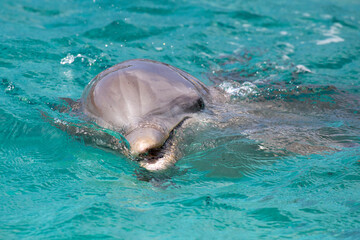 Hübscher Delfin im Meer
