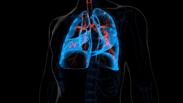 Human lungs breathing movement of inspiration and expiration function 3D