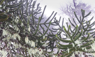 araucaria branches in a snowy forest