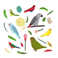 Design template with parrots in square for kid print. Rectangle composition of tropical birds african grey Jaco, owl parrot, kakariki, monk parakeet. Vector set of jungle life in cartoon style.