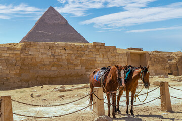 Horses standing in front of the great pyramids of Giza, Egypt