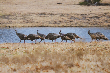 Turkeys in wild show birds crossing Texas field during winter.