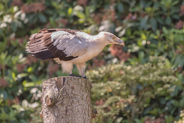 White-bellied sea eagle on the stump against the colorful foliage. Portrait