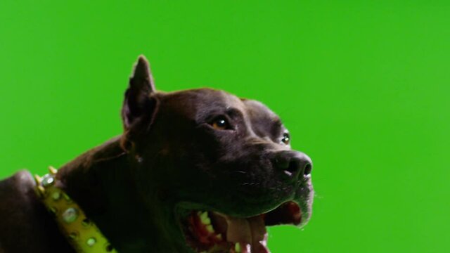 3K Real black pit bull dog barking. Green screen chroma key. Close up . Slow Motion. Shot on RED EPIC Cinema Camera .
