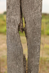 Old wooden fence and meadow.