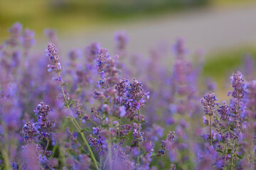 Green grass and small purple flowers in meadow