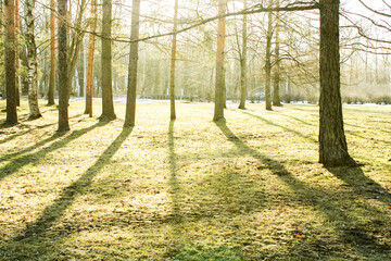 Morning in the Forest Park