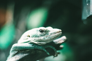 green lizard on a branch
