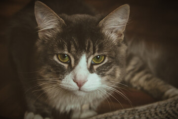 close up portrait of a cat