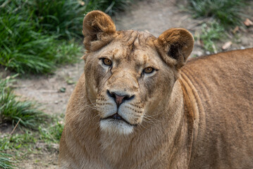 Obraz na płótnie Canvas Adult lioness resting on the ground looking into camera