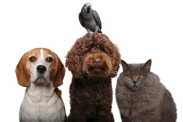 Animals in front of a white background