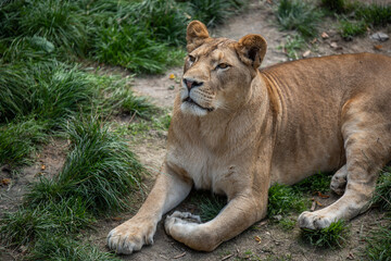 Adult lioness resting on the ground