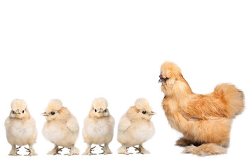 Beautiful animals in front of a white background