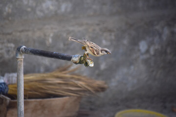 Sparrow Asian Bird On fruit tree outdoors wild life animal common house street finches close up wallpaper background