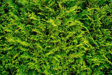 green branches of thuja. evergreen coniferous plant. 