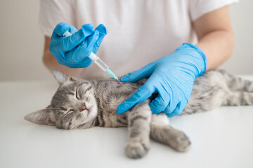 Doctor veterinarian or nurse in a medical rubber glove makes an injection with a medicine for the...