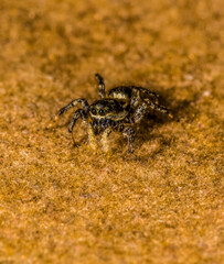 Jumping Spider