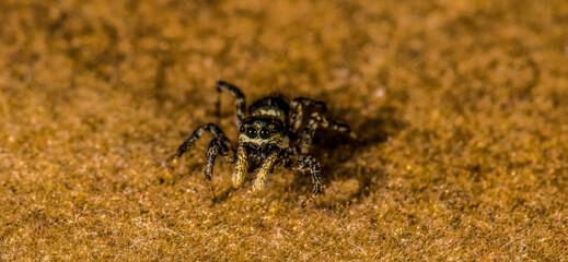 Jumping Spider