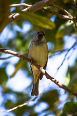 Sparrow Asian Bird On fruit tree outdoors wild life animal common house street finches close up wallpaper background