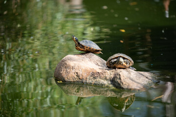 Perfectly balanced turtle :)
