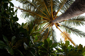 Fototapeta premium Palm branches against the sky on a tropical island.