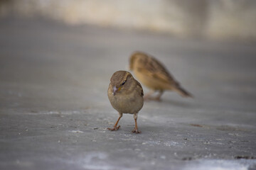 Asian Sparrow birds feeding on land earth wild life animal house finches close up