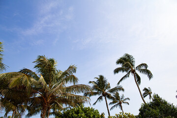 Fototapeta na wymiar Palm branches against the sky on a tropical island.