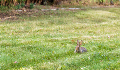 Cute gray rabbit on the sunny lawn in the backyard