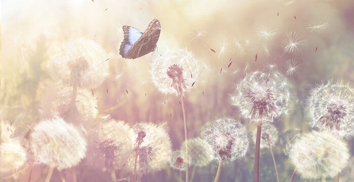 Fototapeta Beautiful butterfly and delicate fluffy dandelions on sunny day. Banner design