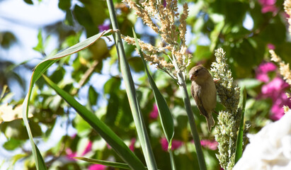 Sparrow Asian Bird On fruit tree outdoors wild life animal common house street finches close up wallpaper background