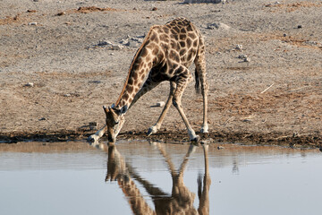 Fototapeta na wymiar Giraffe with wobbly legs drinking at a waterhole in Namibia, Southern Africa.