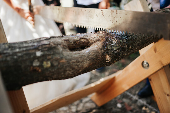 cutting a trunk with hand saw during a wedding banquet. Joke to the newlyweds