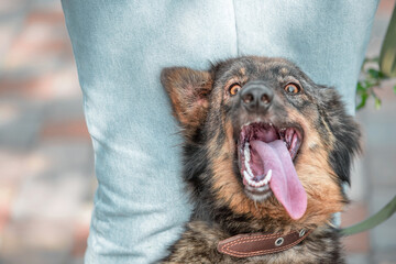 happy mongrel dog next to woman in blue jeans