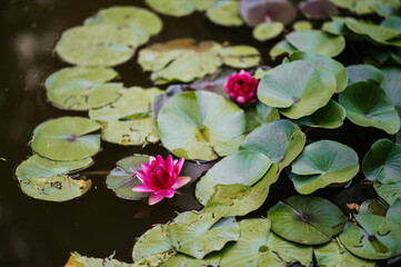Two fuchsia water lilies on water pond.