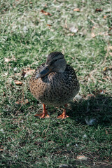 duck on the water