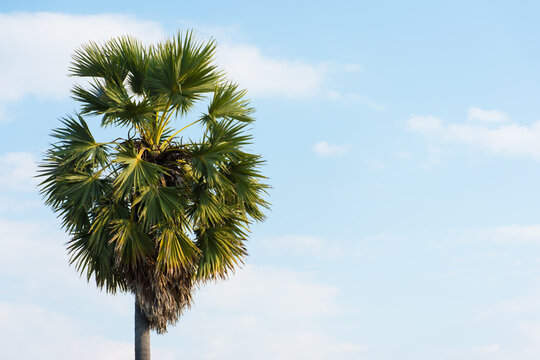 An image of a palm tree with a sky background and before the clouds.