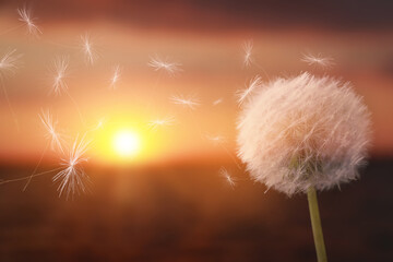 Beautiful fluffy dandelion blowball and flying seeds outdoors at sunset