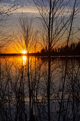 The Silhouette of Trees in the Sunset