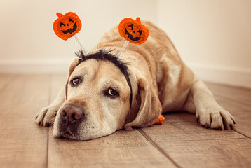 Labrador in a rim with pumpkins. Halloween