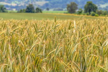 agricultural grainfield scenery