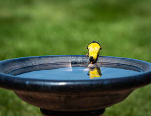 yellow gold finch drinking at water. Black birdbath reflecting his image with green grass background. 