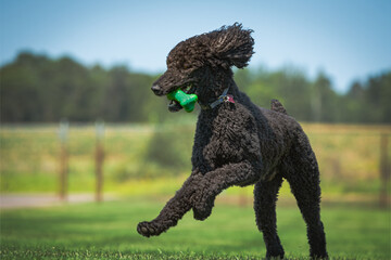 standard poodle, black playing on green grass, trees and blue sky