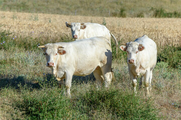 Herd of Charolais cows in a pasture. Drome, France.