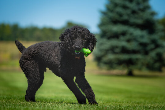 standard poodle, black playing on green grass, trees and blue sky