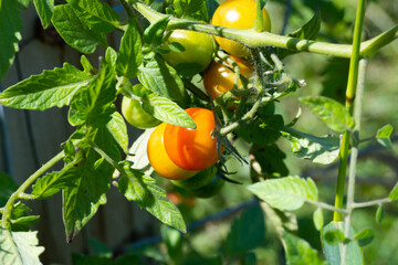 Cluster of Cherry Tomatoes