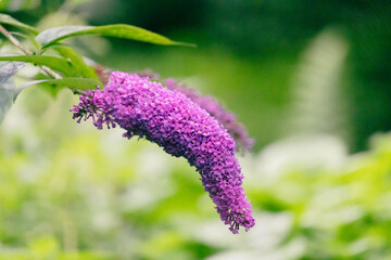 Closeup shot of the Butterfly bush (Buddleja) flowering plant in sunlight