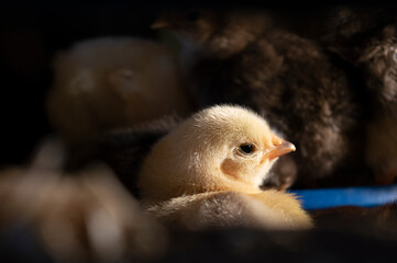 baby duck and ducklings
