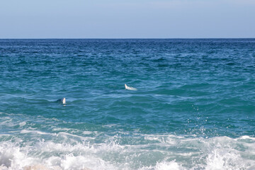 seagull on the sea